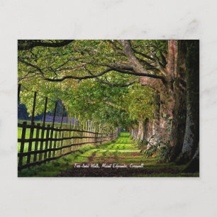 Baumgesäumter Spaziergang, Berg Edgcumbe, Cornwall Postkarte