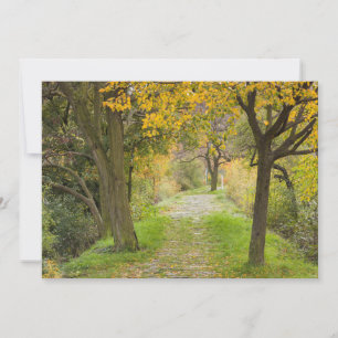 Baumgesäumter Weg im Herbst Dankeskarte