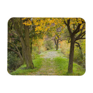 Baumgesäumter Weg im Herbst Magnet