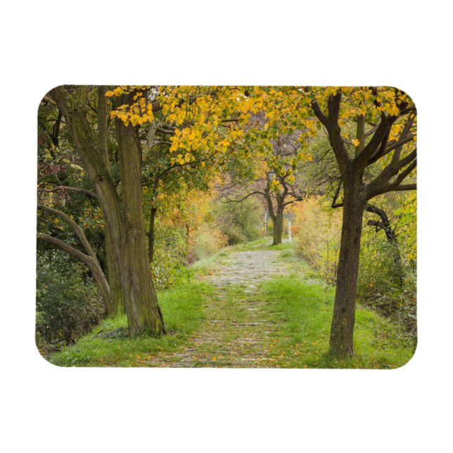 Baumgesäumter Weg im Herbst Magnet (Horizontal)
