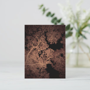 Baumkarte 5 postkarte