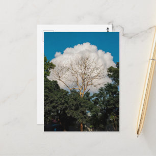 Baumkarte mit Wolken Postkarte