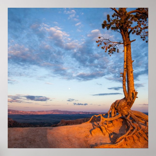 Baumklammern an Ledge, Nationalpark Bryce Canyon Poster (Vorne)