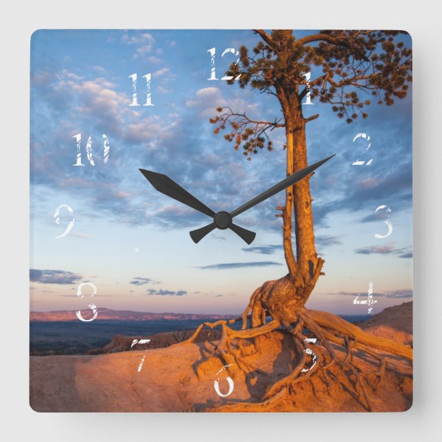 Baumklammern an Ledge, Nationalpark Bryce Canyon Quadratische Wanduhr (Vorderseite)