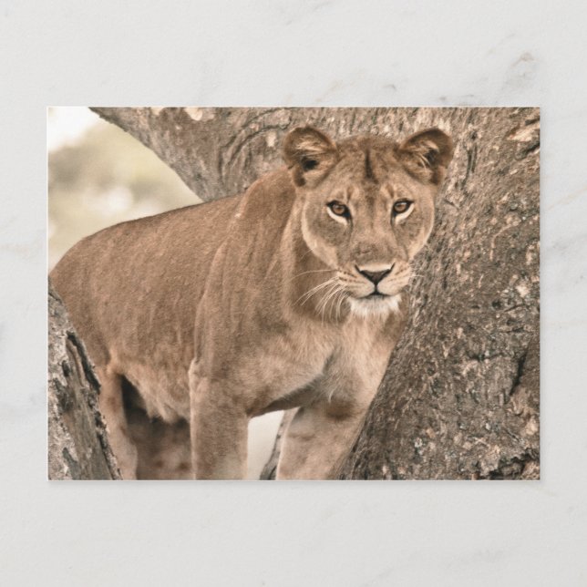 Baumkletterlion, Uganda Afrika Postkarte (Vorderseite)