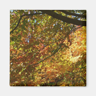 Baumkronen von Herbstlauben I Gelbe Herbstlandscha Magnet