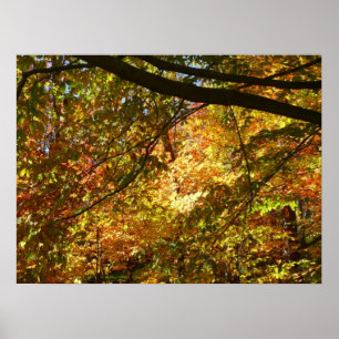 Baumkronen von Herbstlauben I Gelbe Herbstlandscha Poster
