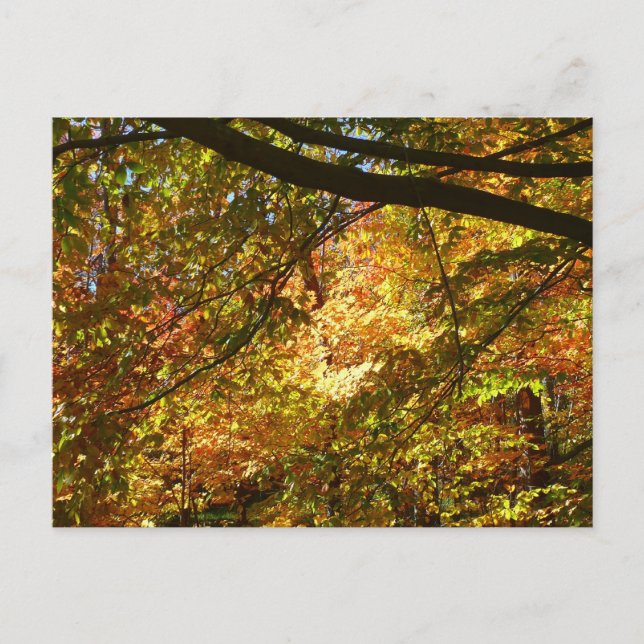 Baumkronen von Herbstlauben I Gelbe Herbstlandscha Postkarte (Vorderseite)