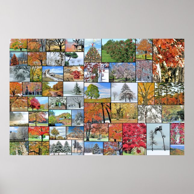 Baumkronenposter 36 x 24 poster (Vorne)