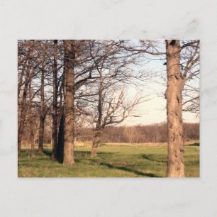 Baumlandschaft Postkarte