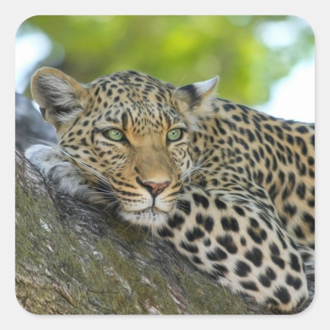 Baumleoparden Quadratischer Aufkleber (Vorderseite)