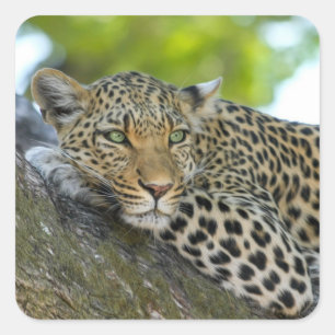 Baumleoparden Quadratischer Aufkleber