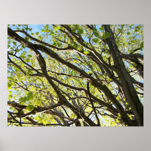 Baumlippen Poster (Vorne)