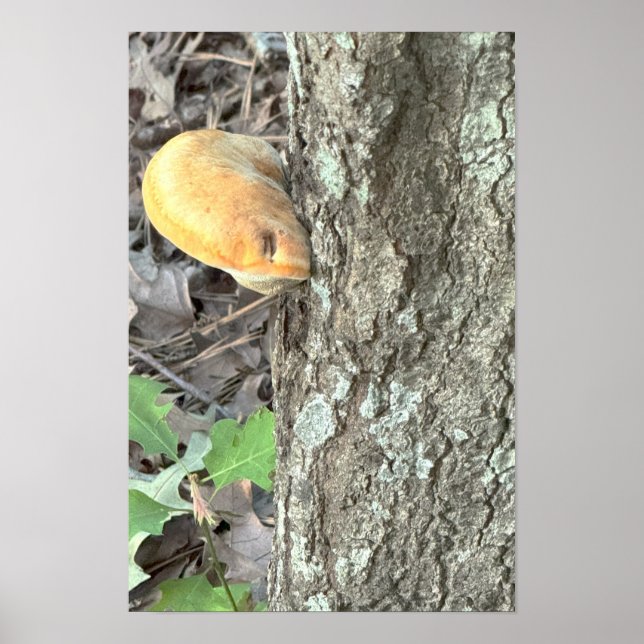 Baumpilzposter Poster (Vorne)