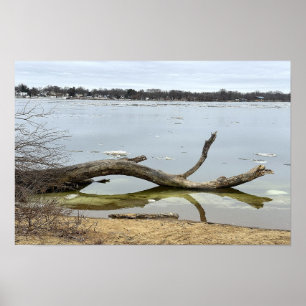 Baumreflexion im Fluss Poster