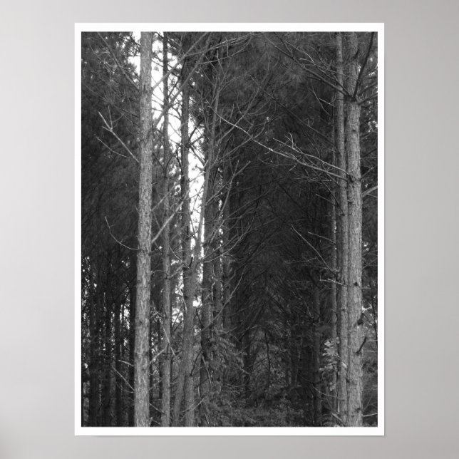 Baumreihe Poster (Vorne)