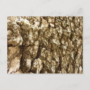 Baumrinde II Natürliche Texturdesign Postkarte