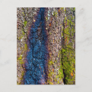 Baumrinde mit kühnen blauen Streifen und Moos Postkarte