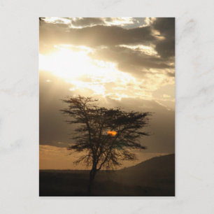 Baumsonnenuntergang Postkarte