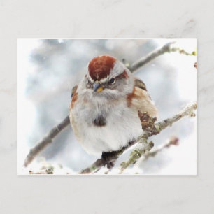 Baumsparrow im Winter Postkarte