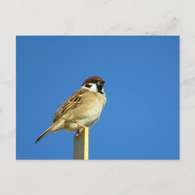Baumsparrow (Suzume): Japan Postkarte (Vorderseite)