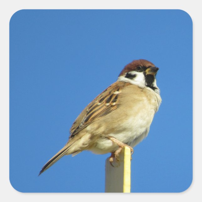 Baumsparrow (Suzume): Japan Quadratischer Aufkleber (Vorderseite)