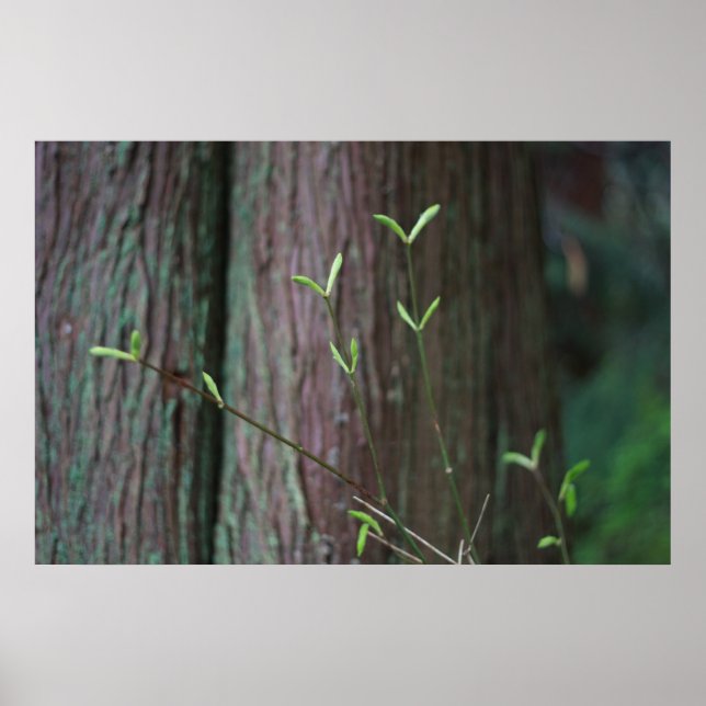 Baumsprossen und grüne Frühlingssprossen Poster (Vorne)