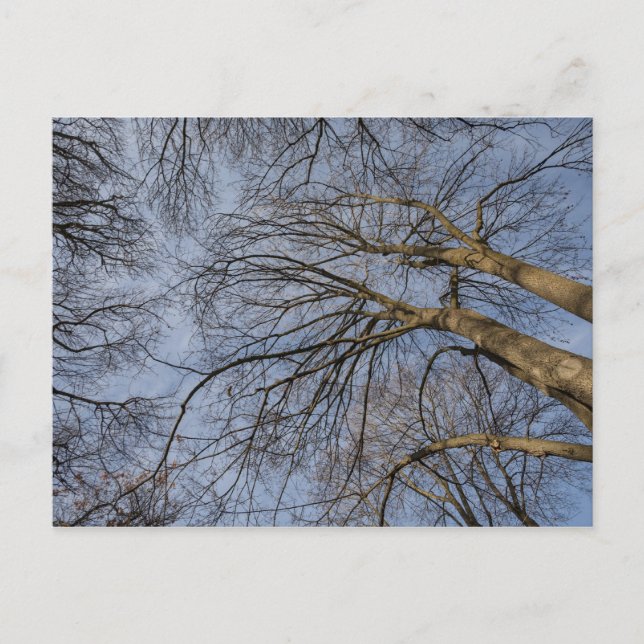 Baumstamm-Design/Baummuster Pioineer Park, WA Postkarte (Vorderseite)