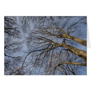 Baumstamm-Design/Muster. Pioineer Park, WA