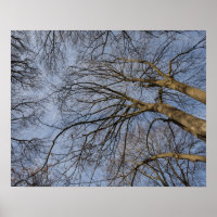 Baumstamm-Design/Muster. Pioineer Park, WA