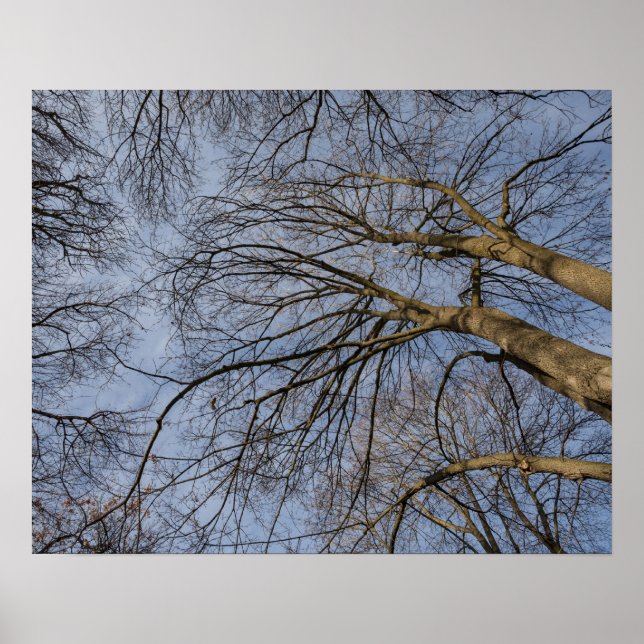 Baumstamm-Design/Muster. Pioineer Park, WA Poster (Vorne)