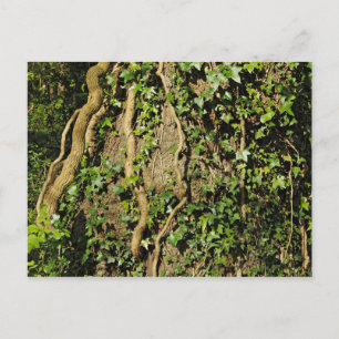 Baumstamm mit Ivy. Blackweir Woods, Cardiff Postkarte
