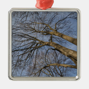 Baumstamm-Muster. Pioineer Park, WA Silbernes Ornament