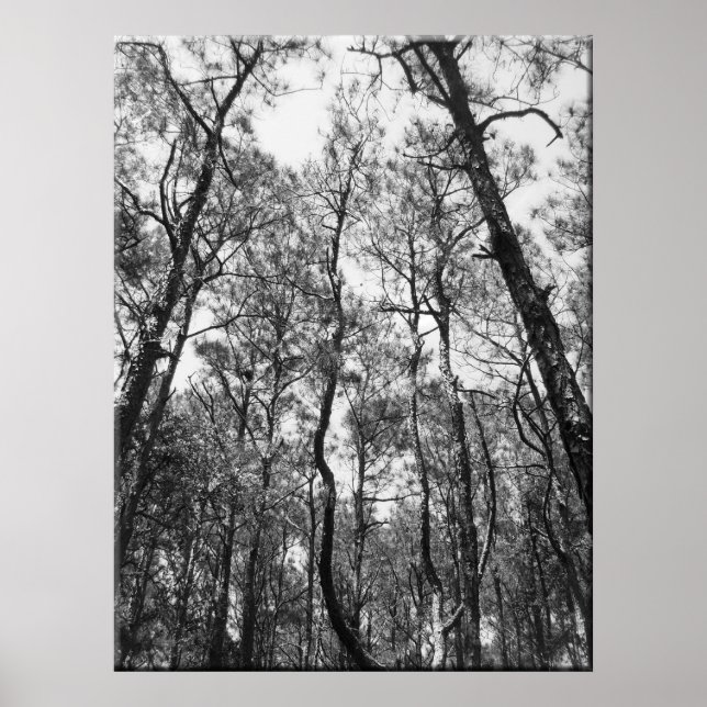 Baumstämme (b/w) poster (Vorne)