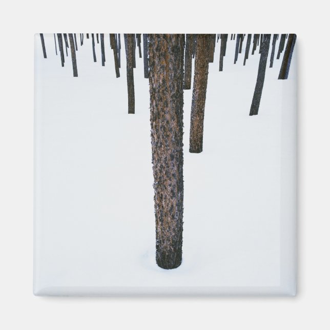 Baumstämme im Schnee Magnet (Vorne)