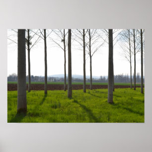 Baumstämme und die französische Landschaft Poster
