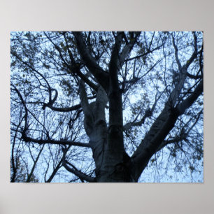 Baumstruktur Silhouette Fotografie drucken Poster