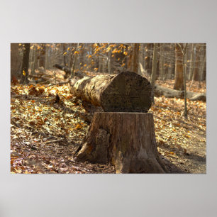 Baumstumpf im Wald Poster