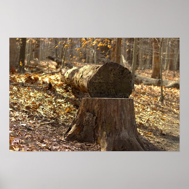 Baumstumpf im Wald Poster (Vorne)