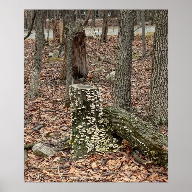 Baumstumpf im Wald Poster (Vorne)