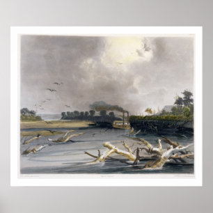 Baumstümpfe (versunkene Bäume) auf dem Missouri, Poster