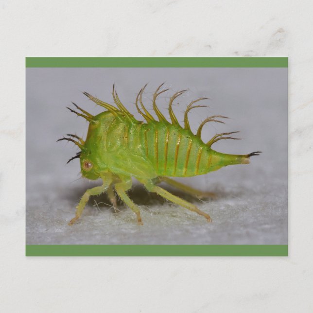 Baumtrichternymphe Postkarte (Vorderseite)