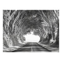 Baumtunnel Kauai Fotografie Schwarz und Weiß
