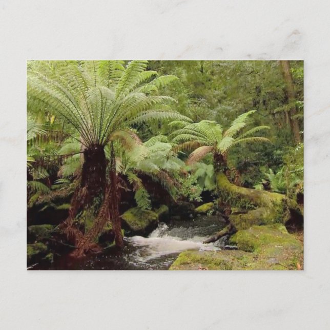 Baumumgebung Tasmania Australien Fotografie Postkarte (Vorderseite)