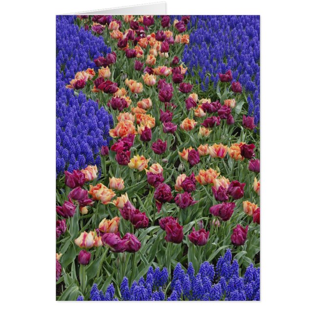Baumuster von Tulpen und Blume von Reben, (Vorne)