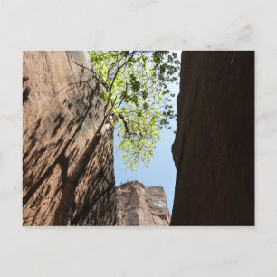 Baumwachstum zwischen Felsen im Zion-Nationalpark Postkarte