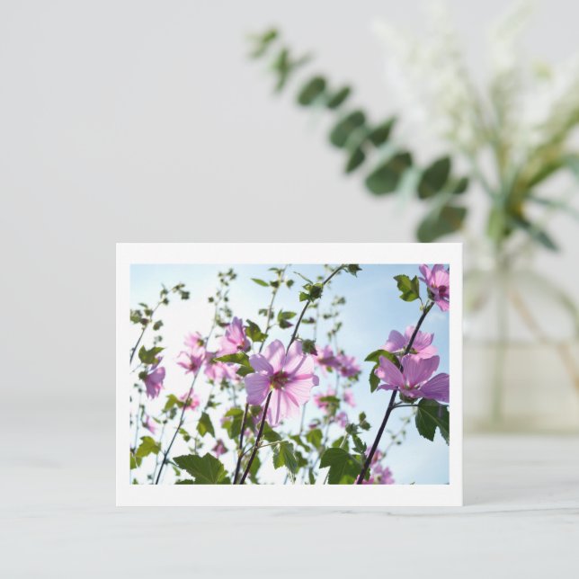Baumwoll-Blüten im Sommer Postkarte (Stehend Vorderseite)