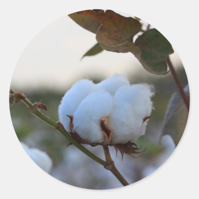 Baumwollaufkleber Runder Aufkleber (Vorderseite)