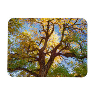 Baumwollbaum   Capitol Reef National Park, Utah Magnet