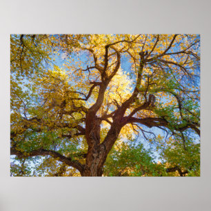 Baumwollbaum Capitol Reef National Park, Utah Poster